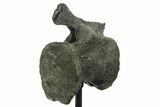 Fossil Sauropod (Barosaurus?) Caudal Vertebra - Wyoming #377950-4